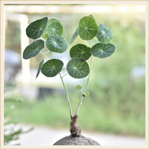 Stephania Erecta Pflanze, Winterhart Zwiebeln, Stephania-Pflanze, Blumenzwiebeln MehrjäHrig Winterhart, Stephania Erecta Pflanze, Stephania Erecta Knolle, Einfache Bepflanzung-5zwiebeln-A