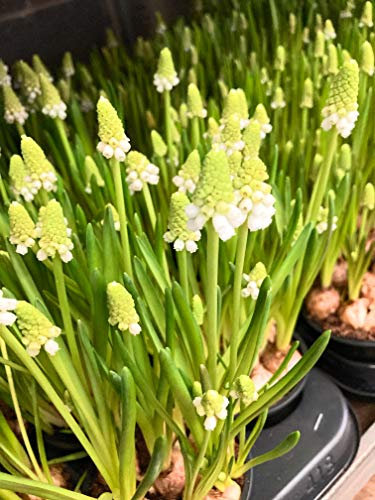 10 x White Grape Hyacinth or Muscari aucheri 'White Magic' Bulbs Free UK Postage