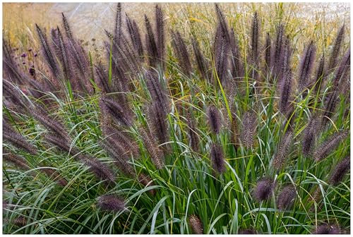 10 x Pennisetum alopecuroides 'Black Beauty' im 1 Liter Topf (Ziergras/Gräser/Winterhart/Mehrjährig/Staude/Stauden) Schwarzes Lampenputzergras - Filigrane Halme in edlem Schwarz - von Stauden Gänge