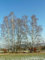 Betula alba (weiße Birke) – Pflanze