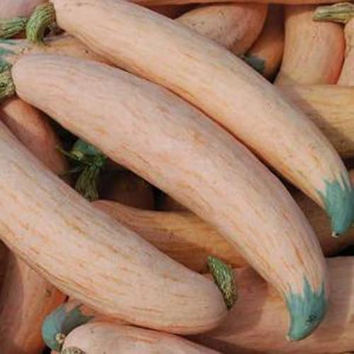 20 Stück/Beutel Candy Roaster Squash-Samen, schnelles Wachstum, nahrhafte, essbare, lebensfähige Pflanzen- und Gemüsesämlinge für den Garten, Samen zum Pflanzen NORTH GEORGIA CANDY ROASTER SQUAS