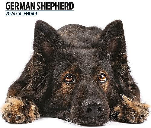 Deutscher Schäferhund Modern Kalender 2024
