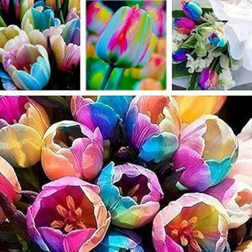 Tulpen zwiebeln,winterharte pflanzen,tulpen,tulpenzwiebeln mehrjährig,tulpen zwiebeln kaufen,duftend,pflegeleicht,geeignet für Gärten,tulpenzwiebeln winterhart mehrjährig bunt.-5zwiebeln-A