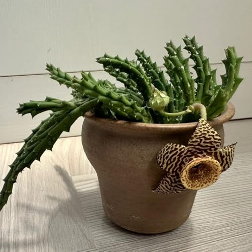 stapelia, schmetterlingswiese Orbea pulchella, büropflanzen bio exotische wohnzimmer deko seltene balkongewächshäuser 25samen