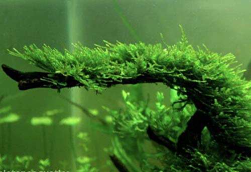 SB CHRISTMAS MOSS 5g 4 x 3cm rare aquarium fish carpet plant mesh bogwood java nano
