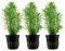 AquaOne Aquarium Pflanze 3 Stück Pogostemon erectus I Wasserpflanze Aquariumpflanze Stängelpflanze voll durchwurzelt mittel pflegeleicht Aquascaping Dekoration