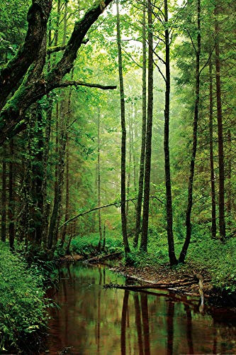 1art1 Wälder XXL Poster EIN Stiller Bach Fließt Durch Den Wald Plakat | Bild 120x80 cm