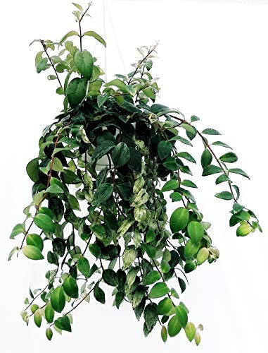 POWERS TO FLOWERS - AESCHYNANTHUS VARIEGATO BASKET, pianta vera