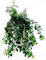 POWERS TO FLOWERS - AESCHYNANTHUS VARIEGATO BASKET, pianta vera