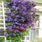 4: Clematis/Kleine Grüne Kletterpflanze Clematis Samen, 100 Stück