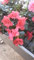 Planta Azalea Natural - Apta para Interior o Exteror -Ideal para Decoracion de Hogar o Regalo Maceta Ø14 cm - Flores de colores (fucsia)