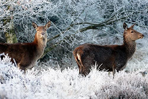 hansepuzzle 29582 - Hirsch Puzzle 2000 Teile - Tierwelt Motiv mit hochwertiger Aufbewahrung: Kartonbox und wiederverschließbarem Beutel - Format 90 × 60 cm