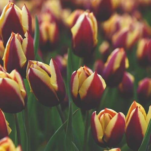 Tulip ‘Gavota’ – Triumph Tulip Bulbs with Deep Maroon & Golden Yellow Blooms – Hardy, Perennial Spring Flowers – Ideal for Borders, Pots – Autumn Planting - 16x Bulbs by Thompson & Morgan