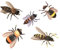 Cabin River Flies SynthFly Wespen & Bee 5er-Pack (gelbe Jacke, Honigbiene, orangefarbene Honigbiene, Hummel und orangefarbene Hummel) – synthetische Fliegenfischen (Größe 12)