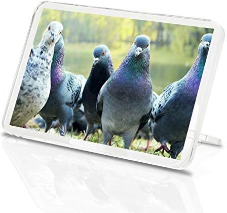 1 x Fridge Magnet -Flock Of Pigeons Classic Fridge Magnet - Bird Carrier Pigeon Animal Gift #15735
