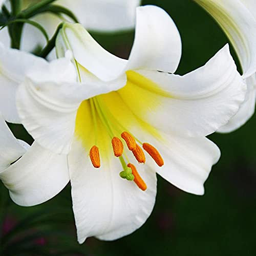 COOTO Garten Lilien Zwiebeln Winterhart Mehrjährig – Weiß Lilien Regale Album - Blumenzwiebeln Lilien – Blumen Deko für Garten und Balkon – Garten Lilien Pflanzen