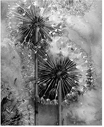 Diamond Painting Pissenlit Noir et Blanc Complet Diamant Peinture Kit Point De Croix Art Strass Broderie 5D DIY Adultes Peinture par Numéro pour Mural Décoration,Forage Rond,40x50cm