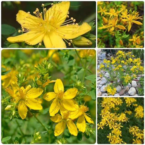 500 piezas Semillas de hierba de San Juan perenne, hierbas culinarias, cama elevada balcón, verdadera hierba de San Juan - Hypericum perforatum - plantas medicinales semillas, hierbas