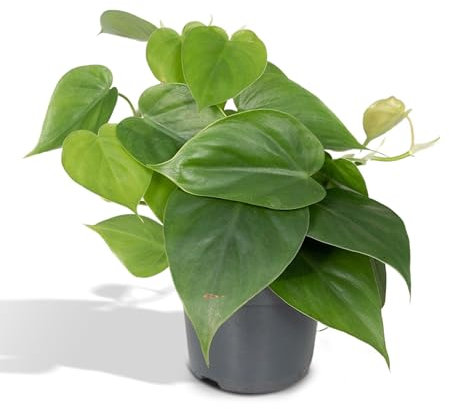 La Green Touch - Philodendron Scandens - h15 cm, Ø12 cm - pianta cadente - pianta da interno - vaso 12 cm, altezza 15 cm