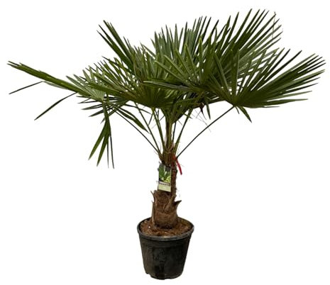 Trendyplants Trachycarpus Fortuneii, altezza 190-210 cm, rustico, palma cinese, pianta da giardino, diametro 30 cm
