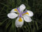 Frischer Schmetterling Afrikanische Iris - 20 Samen - Blumen - Dietes Vegeta - Garten - Wasserpflanze