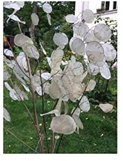 Stk - 10x Silberblatt Lunaria annua Alba Judaspfennig Strauch Pflanzen - Samen A376 - Seeds & Plants Shop by Ipsa