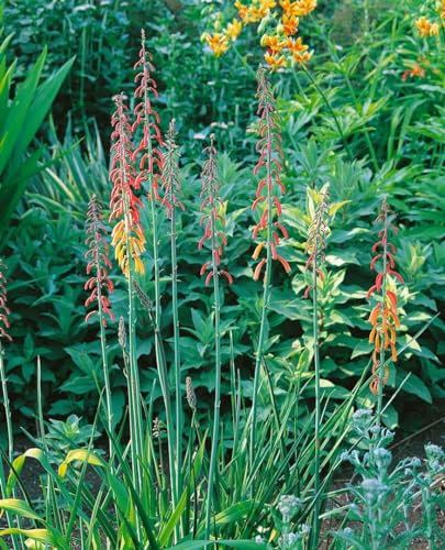 Kapfuchsie im Topf Phygelius capensis Kübelpflanze mehrjährig duftend