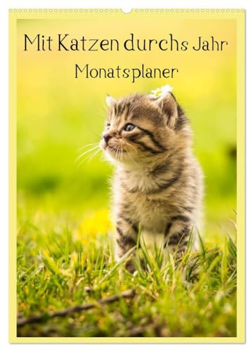 Mit Katzen durchs Jahr/Planer (Wandkalender 2026 DIN A2 hoch), CALVENDO Monatskalender: Ein Terminplaner mit tollen Katzenmotiven (CALVENDO Tiere)