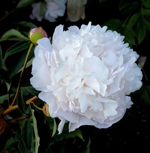Edelpfingstrose Gardenia - Paeonia lactiflora