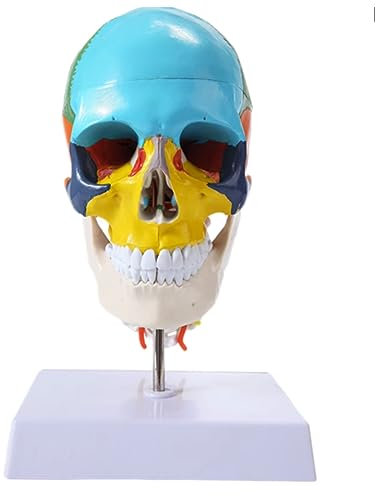 UPIKIT 1:1 Life Size Color Head Model Mit Halswirbelsäule Human Skull Anatomy Model of Medical Human Anatomy Skull Brain Anatomia Model