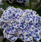 Hortensia trepadora, Hortensia Paniculata 'Vanilla Fraise', Planta de flor de hortensia, Planta en maceta para jardín doméstico: 17