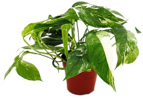 Epipremnum variegata Scindapsus Pot de 12 cm Plante d'intérieur grimpante Blanc et multicolore