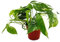 Epipremnum variegata Scindapsus Pot de 12 cm Plante d'intérieur grimpante Blanc et multicolore