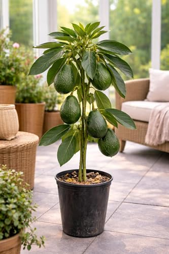 Avocado-Baum „Bacon“ im Topf 120–160 cm | Kräftige Avocadopflanze im Kübel, Obstbaum für Garten, Terrasse & Balkon – Immergrün, dekorativ & pflegeleicht