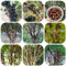pianta di jabuticaba - semi piante resistenti all'esterno frutti esotici piante perenni resistenti e perenni frutto colonnare resistente da appartamento jabuticaba alberi da frutto 50pcs