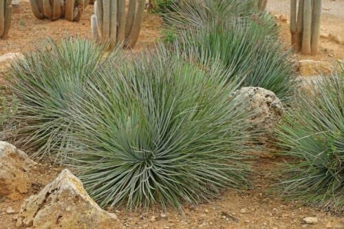 12 graines d' AGAVE A FEUILLES ETROITES (Agave Striata) E110 AGAVE SEEDS