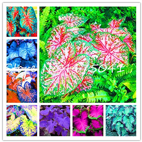 Bloom Green Co. 150 Stück Multiple Color Thailand Caladium Bonsai Perennial Regenbogen-Blumen-Garten-Topfpflanze Caladium DIY Hausgarten Pflanze: Misch