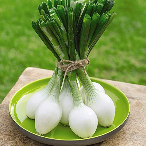 Spring Onion 'White Star' Allium Cepa Hardy Annual Vegetables Spring Summer Autumn Harvest Garden Plants Grow Your Own 1 x Seed Packet (175 Seeds) Spring Onion 'White Star' by Thompson and Morgan