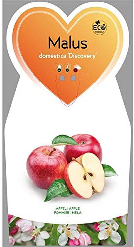 Malus domestica 'Discovery' 100-120 cm – Sommerapfel 'Discovery' Apfelbaum – Früher Apfel mit aromatischem Geschmack, winterharte Obstpflanze für Garten & Terrasse, im Topf gewachsen