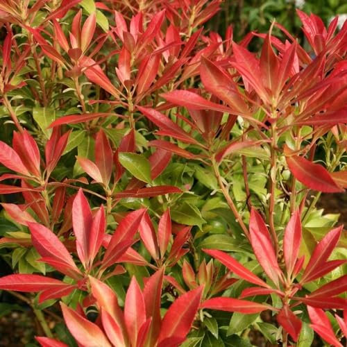 Plant Theory Forest Flame Lily of The Valley Pieris Shrub Plant 2L Pot