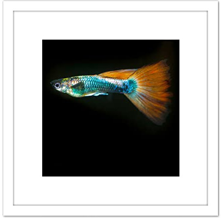 Artery8 Warby Guppy Fisch Meer Ozean Kunstplakat Gerahmter Kunstdruck 20x20 cm