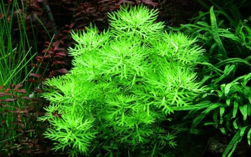 AquaOne Aquarium Pflanze Hottonia palustris I Wasserpflanze Aquariumpflanze Stängelpflanze voll durchwurzelt einfach pflegeleicht Aquascaping Dekoration