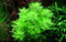 AquaOne Aquarium Pflanze Hottonia palustris I Wasserpflanze Aquariumpflanze Stängelpflanze voll durchwurzelt einfach pflegeleicht Aquascaping Dekoration