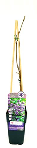POWERS TO FLOWERS - WISTERIA FLORIBUNDA BLACK DRAGON, GLICINE, ALTEZZA 50CM, pianta vera