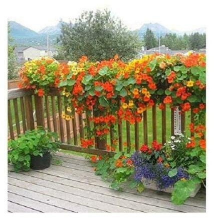 40 Seeds of Nasturtium Jewel Mixed for Pots, Beds, Hanging Baskets, Just Beautiful!