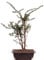 Bonsai - Taxus baccata, Europäische Eibe, 3er-Gruppe 201/218