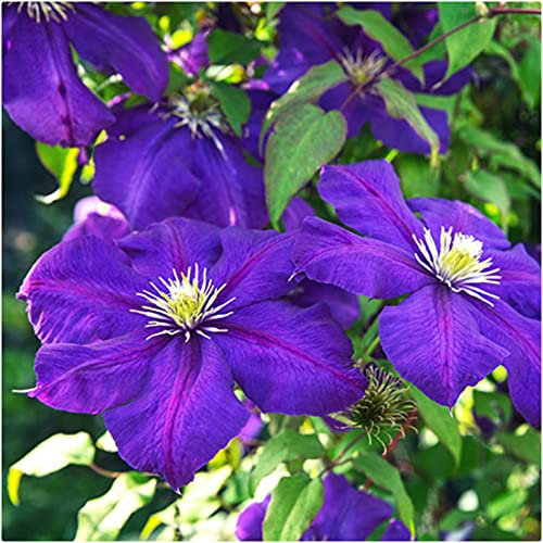 Clematis Hybrid 'The President' X 3 Large Plug Plants for Potting on by Growtanical