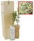 Olivier Sauvage | Arbuste pour Aménagement Paysager et pour son Fruit l’Olive | Jeune Pousse de 30 cm Reçue dans une Caisse en Bois Réutilisable | Pack 2 Unités