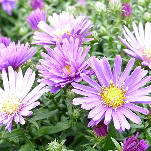 Aster dumosus Samoa Symphyotrichum Novi belfii Samoa Hardy Perennial Herbaceous Purple Blue Flowers Golden Eyes Attracts Wildlife Low Maintenance 2 x 1 Litre Pots by Thompson and Morgan