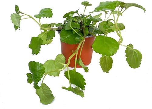 Planta Moneda Natural Suculenta de la Fortuna con Hojas Colgantes